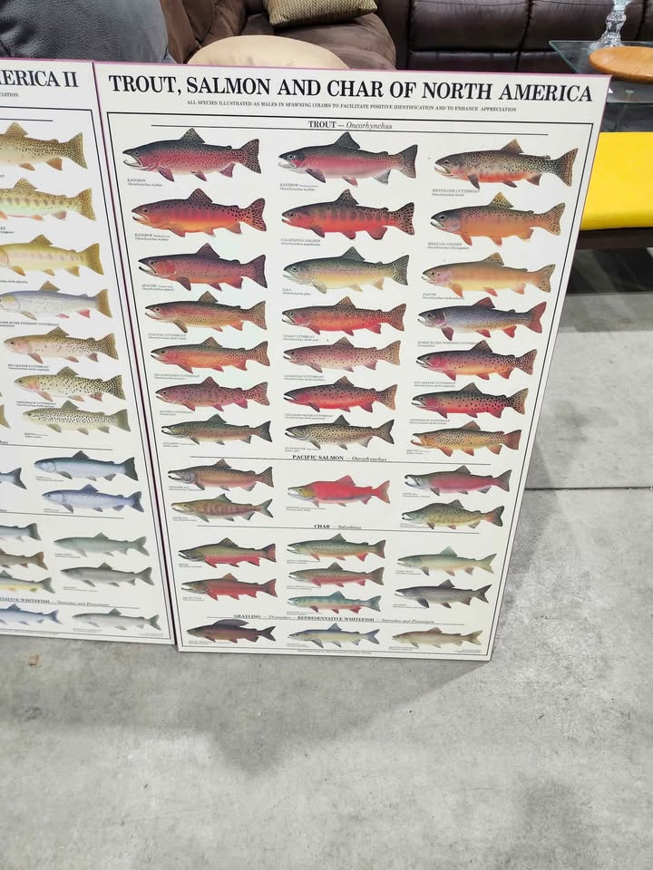 Warmwater GameFish Wooden Poster Identification Chart - 2 Available