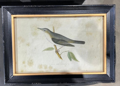 Set of Two Framed Bird Prints