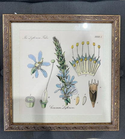 Pair of Botanical Prints in Ornate Frames