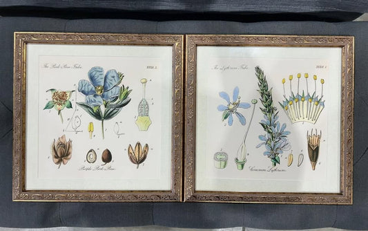 Pair of Botanical Prints in Ornate Frames