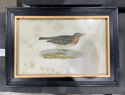 Set of Two Framed Bird Prints