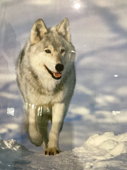 Alaskan Grey Wolf Framed Print