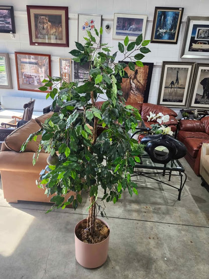 Artificial Ficus Tree in Pink Pot - 6ft