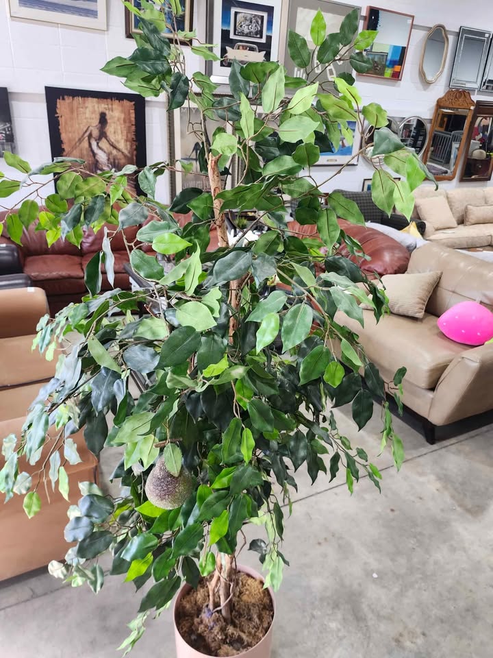 Artificial Ficus Tree in Pink Pot - 6ft