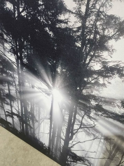 Black & White Forest Canvas Print - 4ft