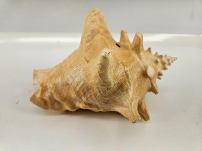Large Conc Seashell Home Decor 8"