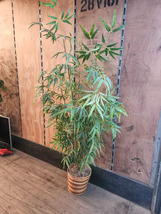 Faux Bamboo Plant- 6ft