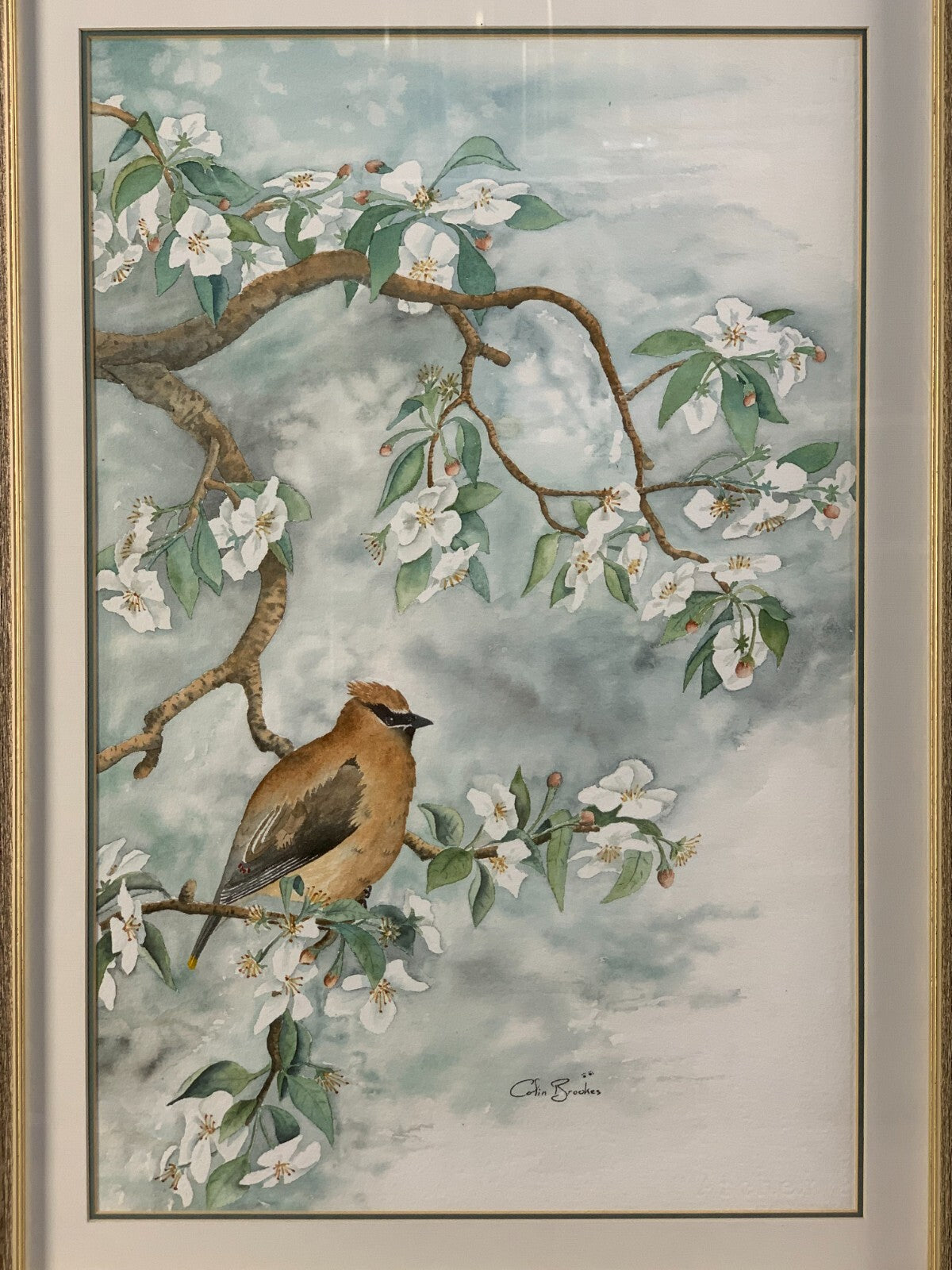Tranquil Cedar waxwing Wall Art By Cofin Brookes
