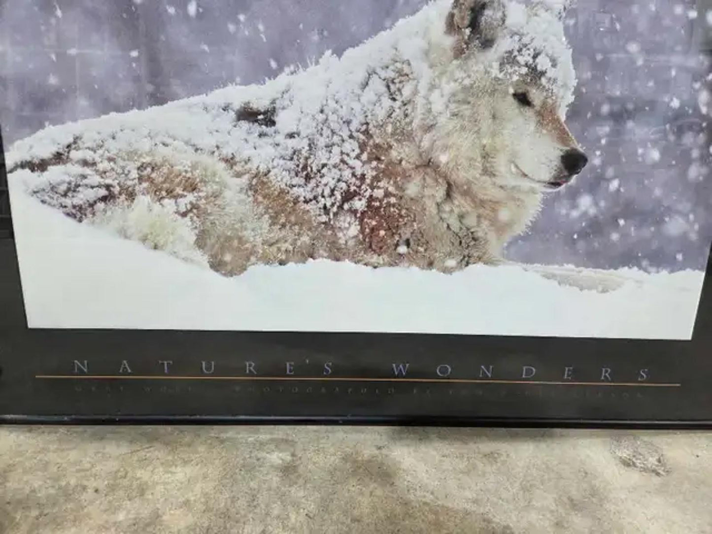 Nature's Wonders Wolf Photograph