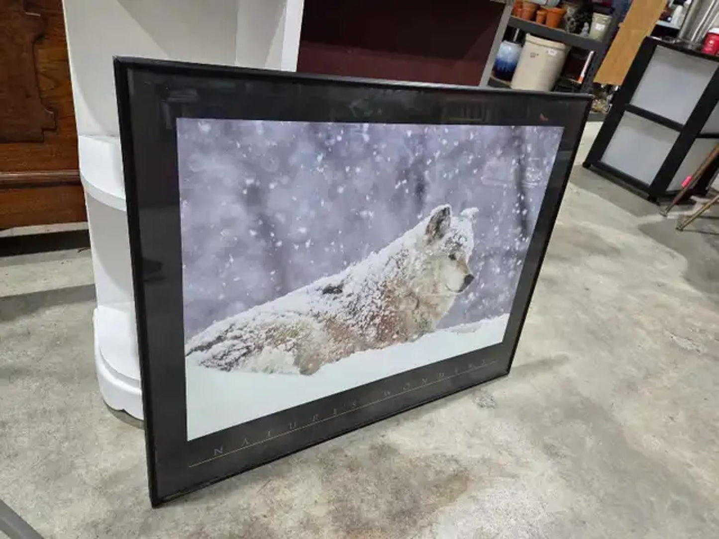 Nature's Wonders Wolf Photograph