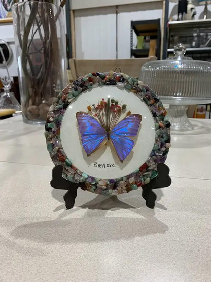 Brazil Gifts Butterfly Display