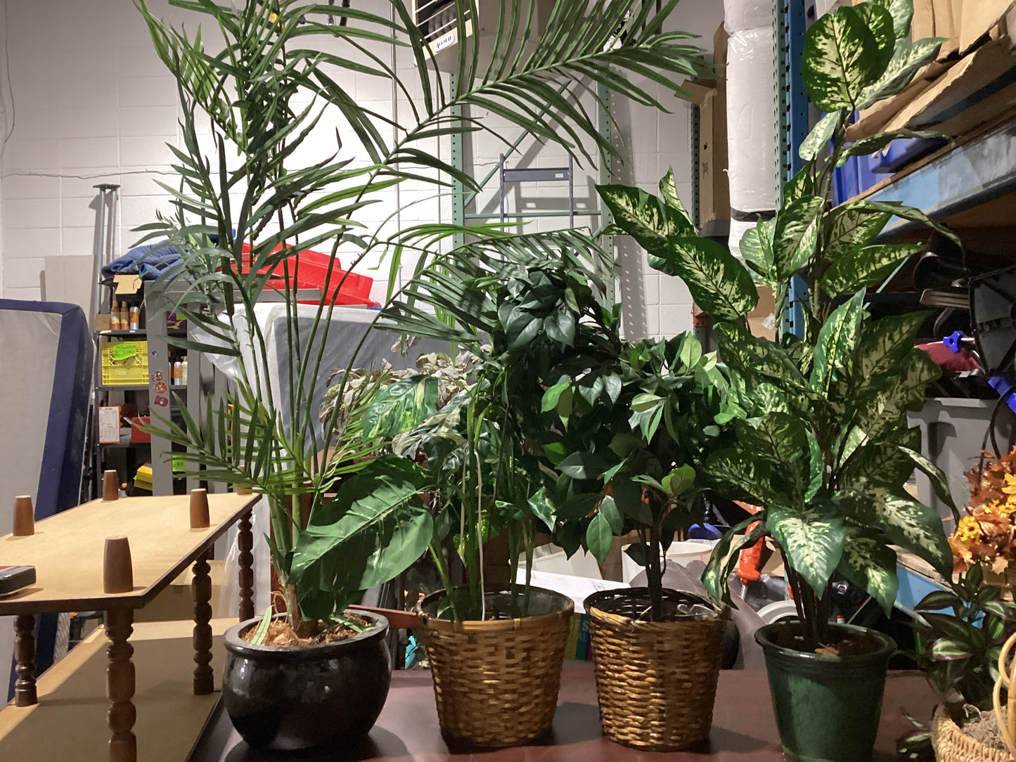 Indoor Plants