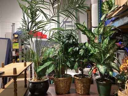 Indoor Plants