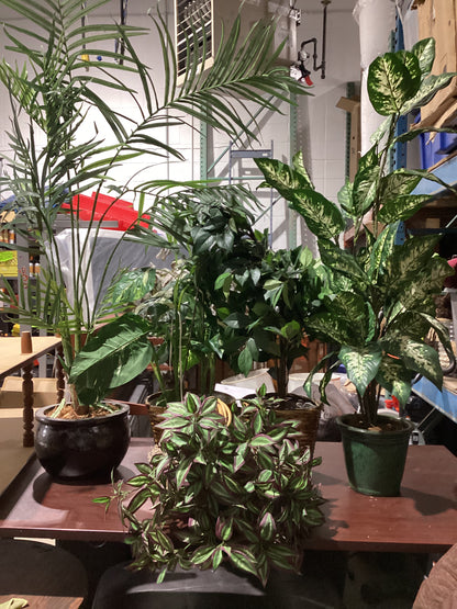 Indoor Plants