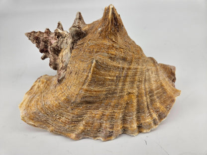 Large 9.5 x 7.5ìn Horned Conch Sea Shell Decor
