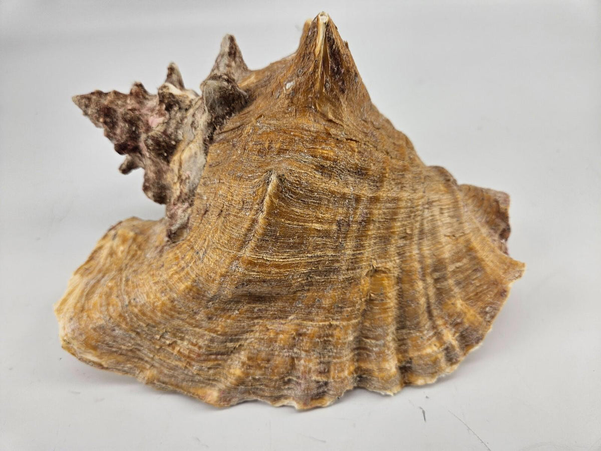 Large 9.5 x 7.5ìn Horned Conch Sea Shell Decor