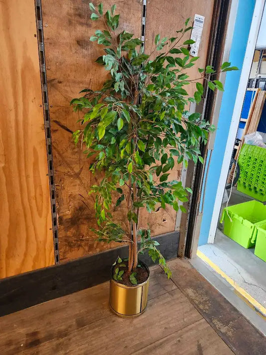 Faux Ficus Tree