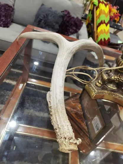 Deer Antler
