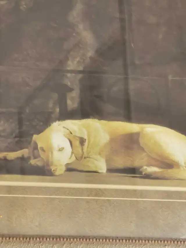 Framed Print Fireplace and Dog