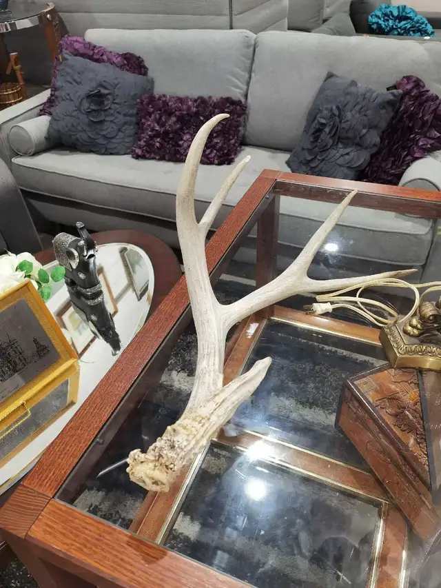 Deer Antler