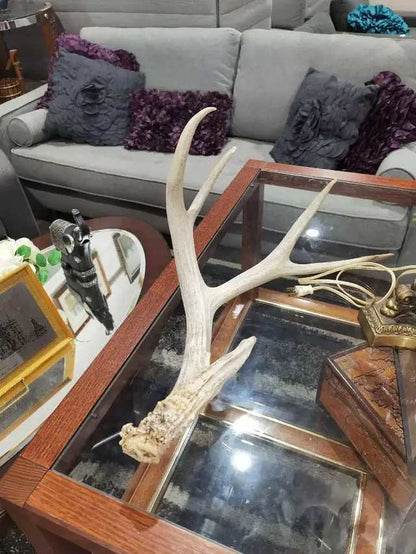 Deer Antler
