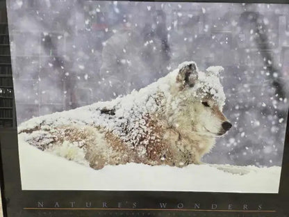 Nature's Wonders Wolf Photograph