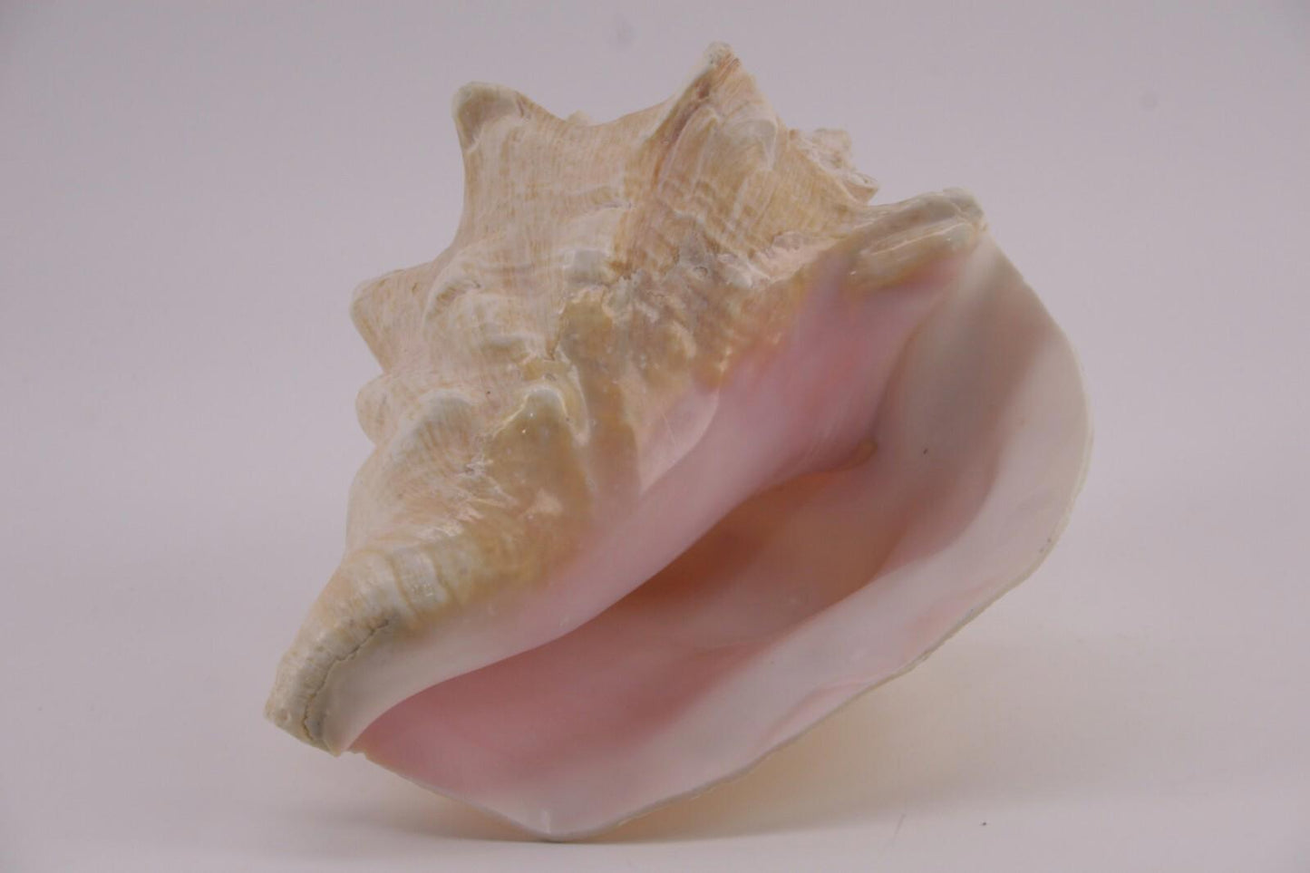 Conch Shell - 1.8 lbs - 5" x 6"
