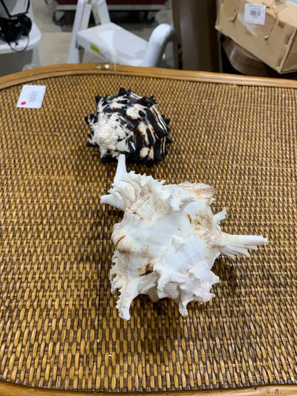 Large Seashells