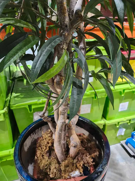 Faux Tree with Large Plant Pot