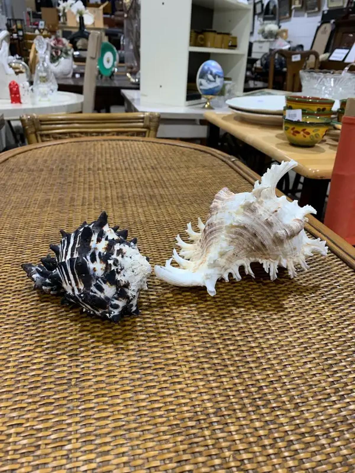 Large Seashells