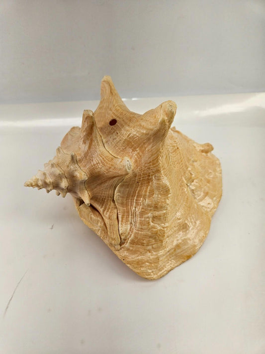 Large Conc Seashell Home Decor 8"