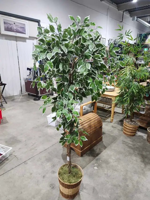 6ft Faux Ficus Tree