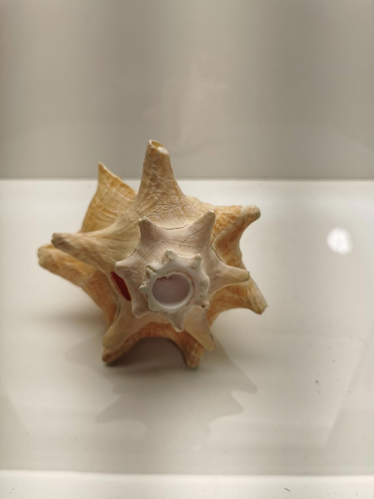 Beautiful Conch Shell 9 X 6