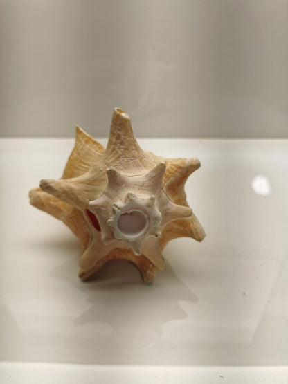 Beautiful Conch Shell 9 X 6